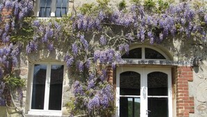 Un edificio de piedra con dos ventanas de marco blanco, cubierto de enredaderas de glicinia morada.