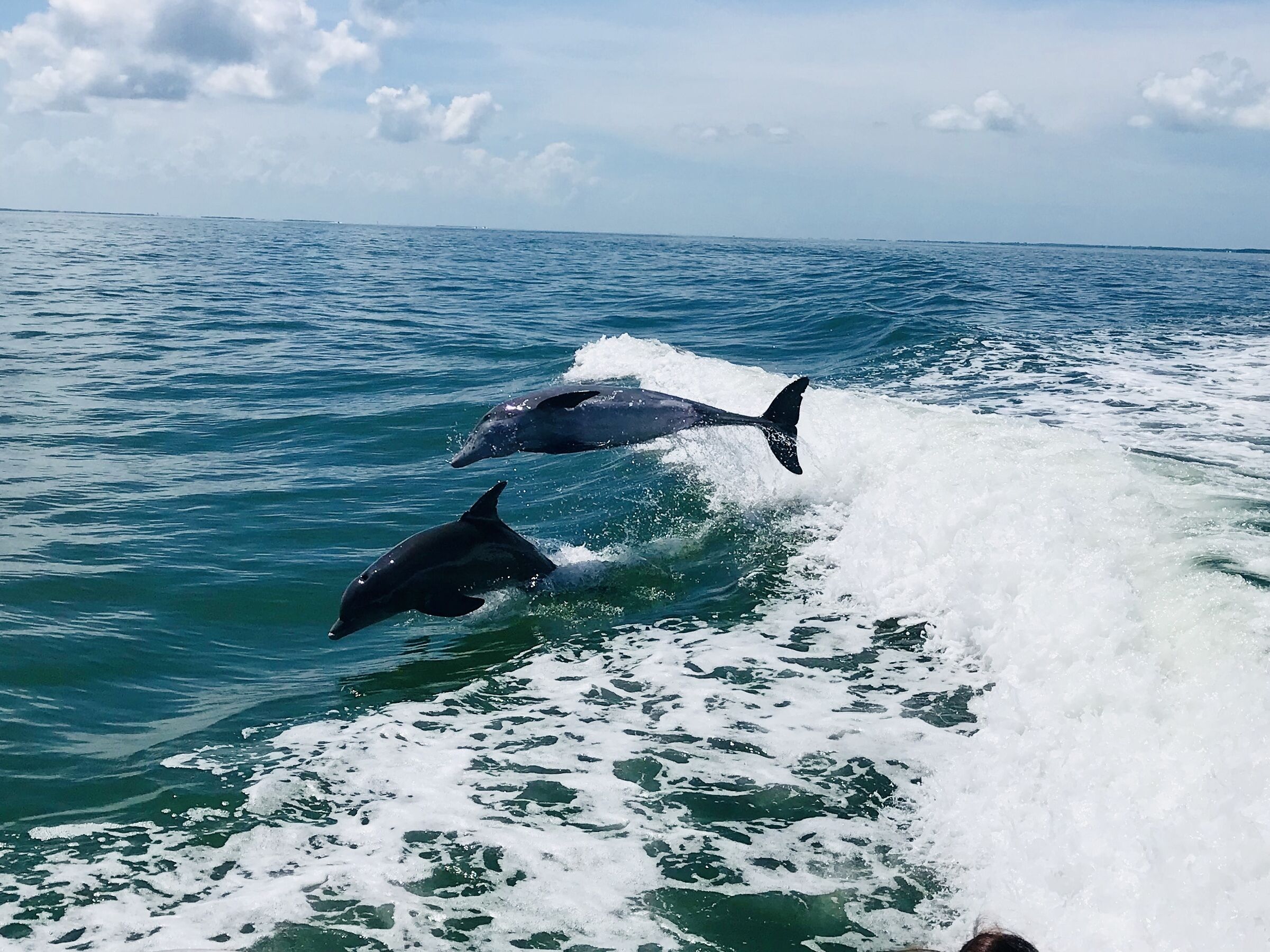 Two dolphins leaping out of the water.