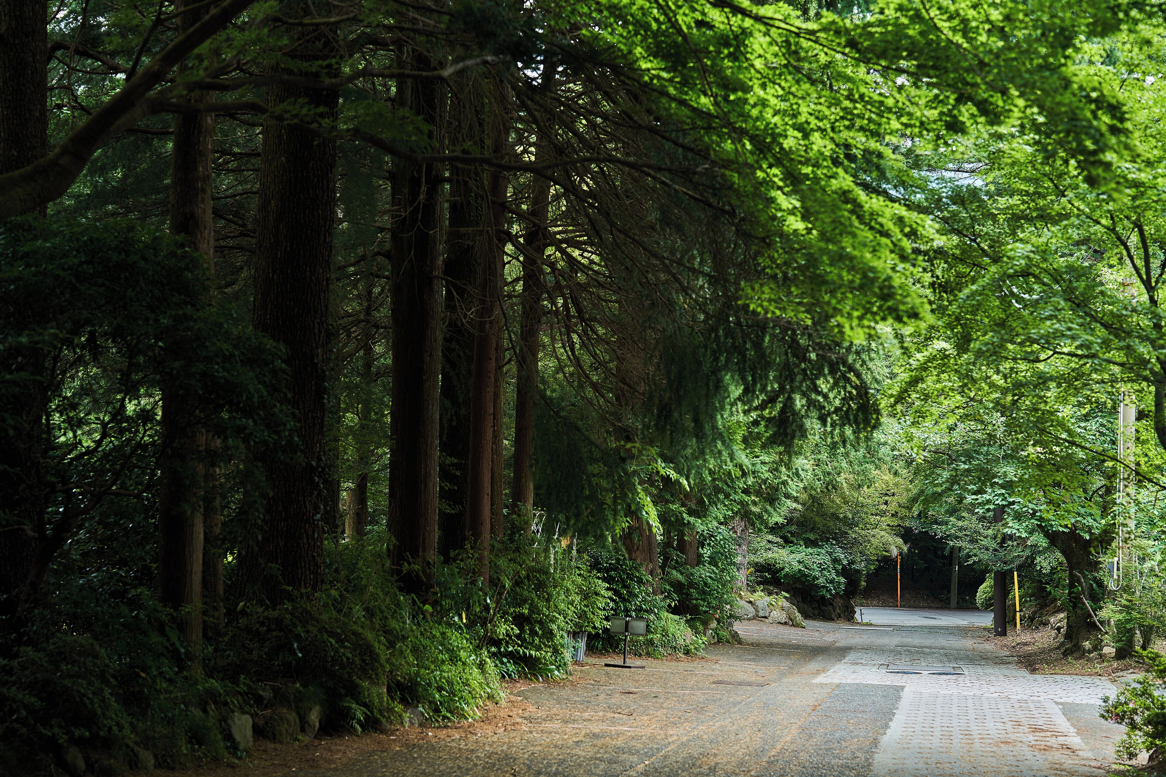 A forested area with a paved path leading through tall trees.