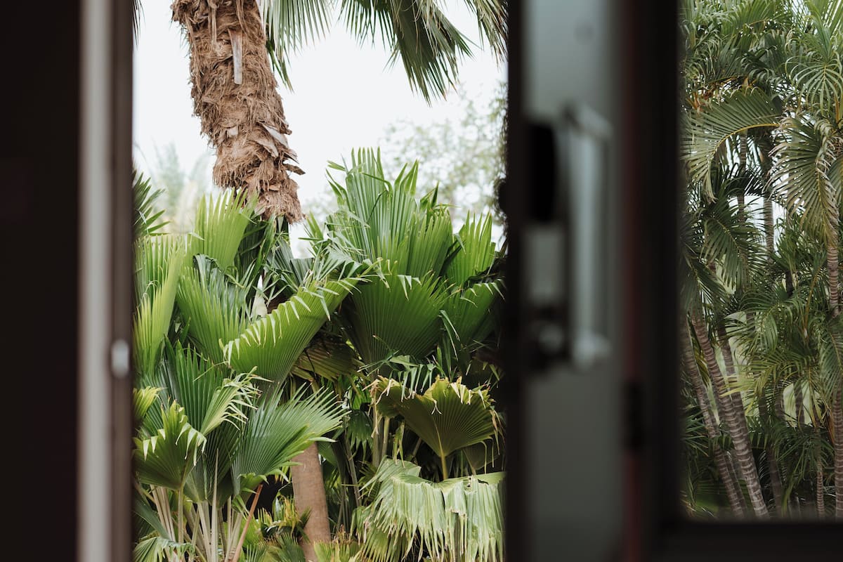 Blick durch ein Fenster auf einen Raum mit Blick auf eine Palme und andere tropische Pflanzen.