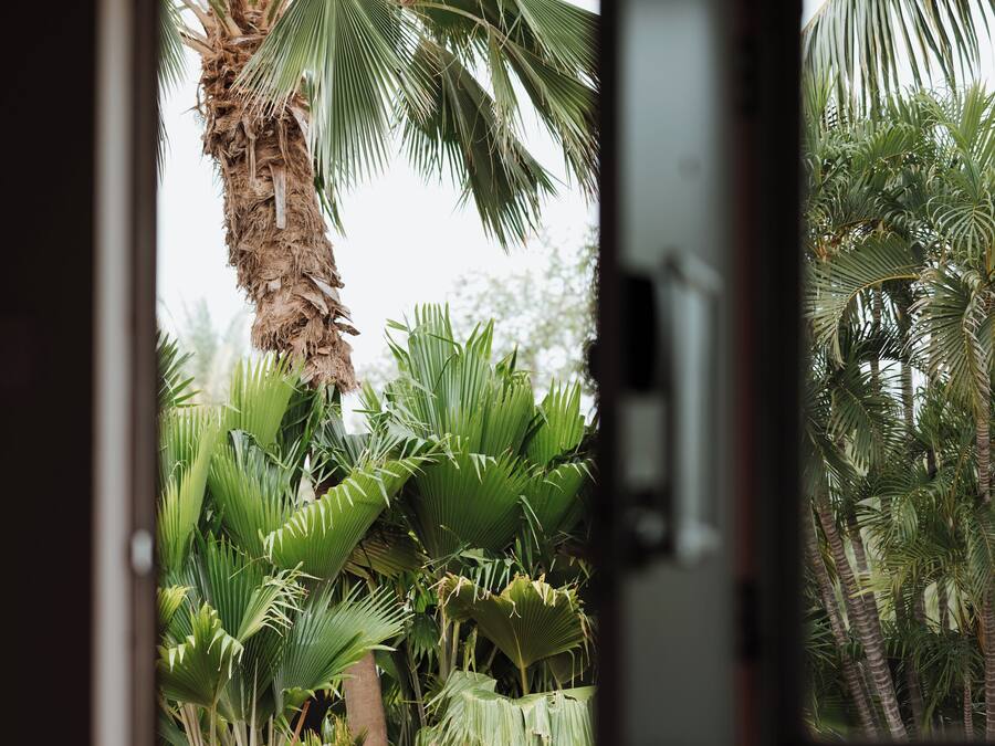 A view through a window of a room with a view of a palm tree and other tropical plants.