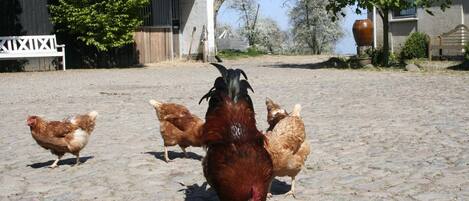 Un patio empedrado con gallinas y un gallo marrón grande.