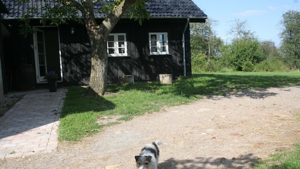 Una casa con camino de entrada pavimentado, un árbol en el frente y un perro caminando hacia la casa.