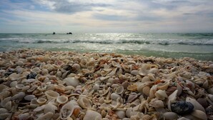 Parasoller og strandhåndklær