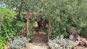 Un jardin agrémenté d’une pergola en bois, de différentes plantes et d’un sentier qui le traverse.
