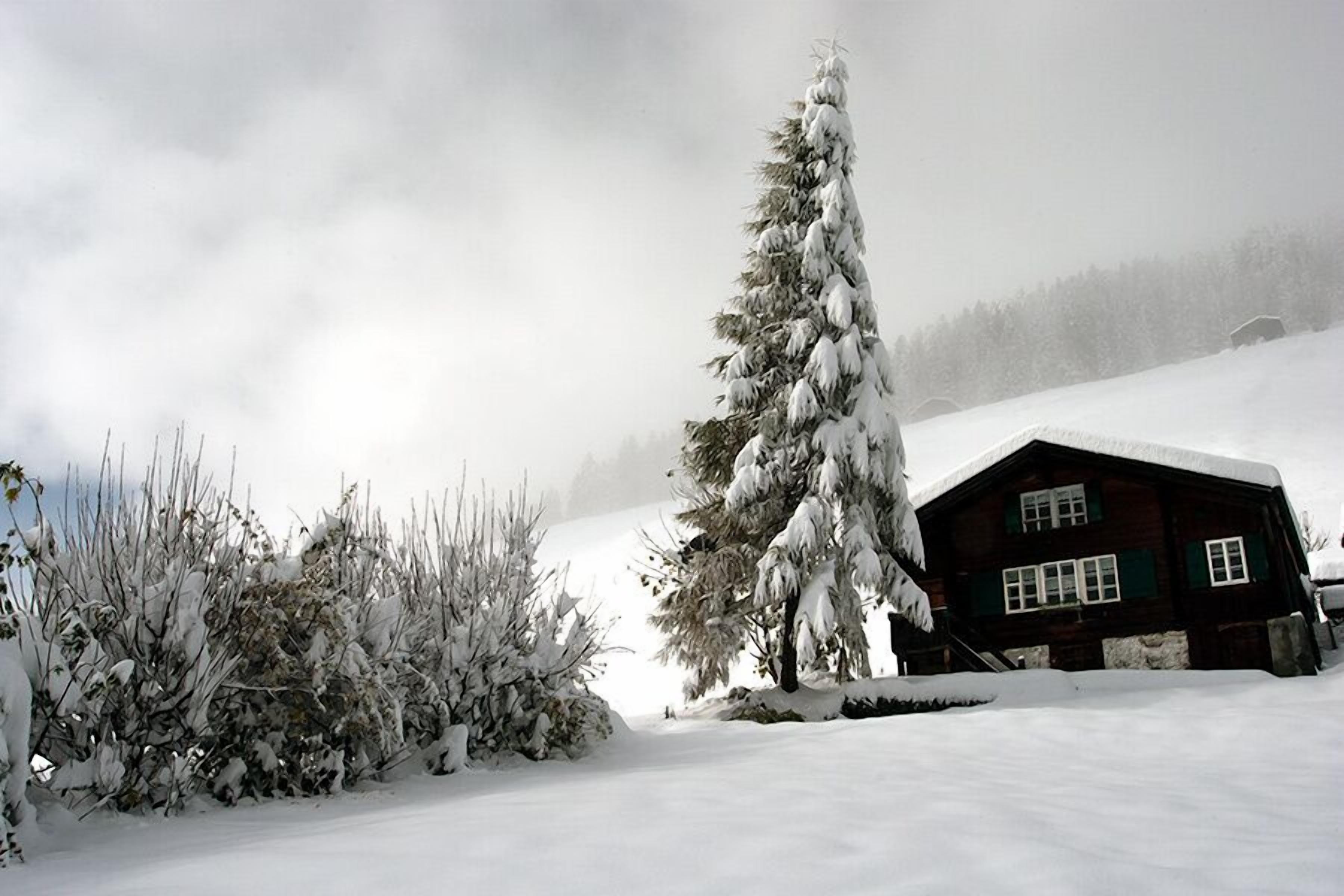 A snow-covered landscape with a wooden cabin and a tall evergreen tree.