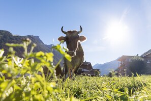 A cow in a grassy field with mountains in the background. - Hieserhof (Neustift Im Stubaital)