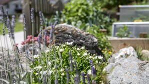 A garden with various plants and a large rock in the foreground. - Hieserhof (Neustift Im Stubaital)