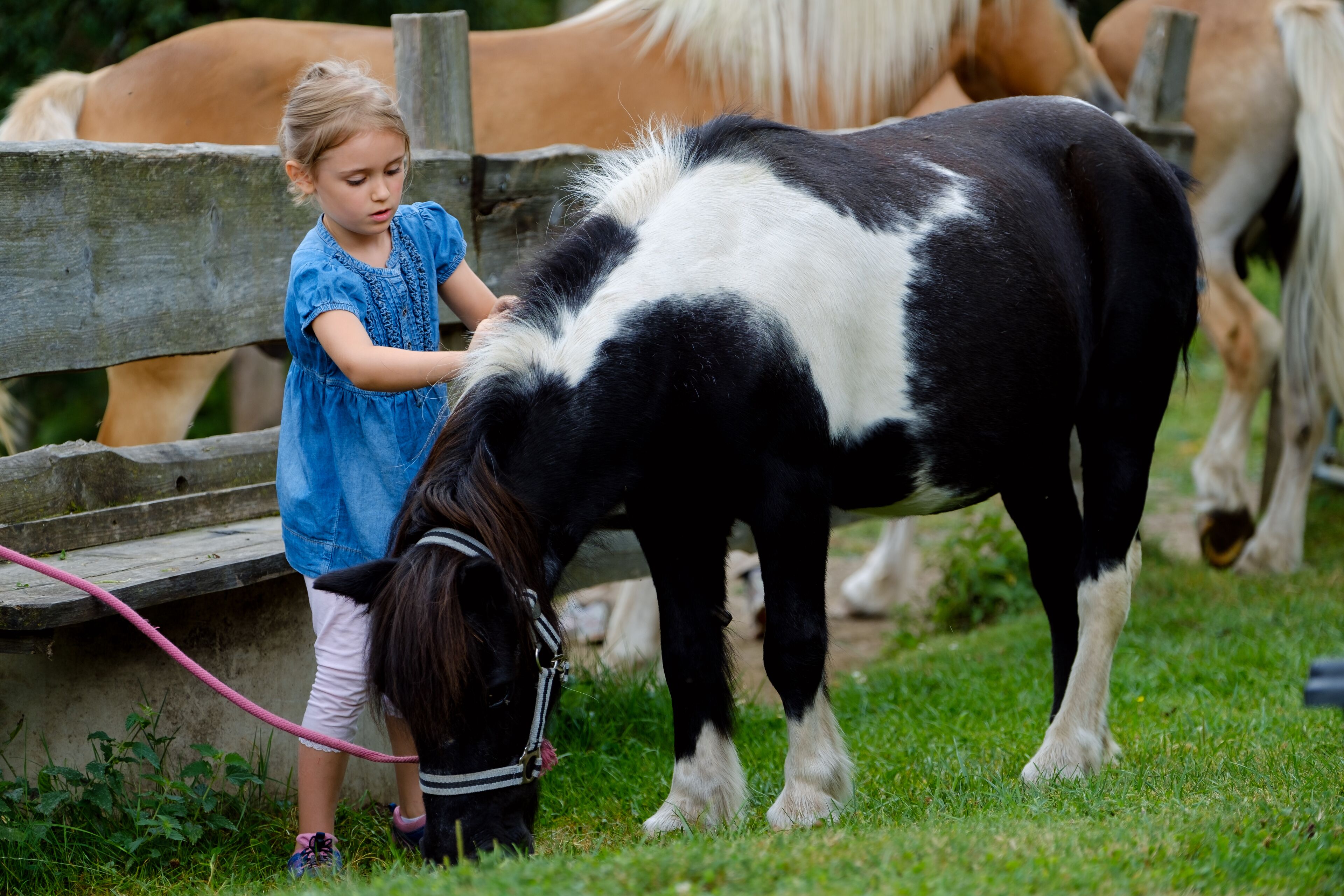 A child interacting with a pony in a fenced area.