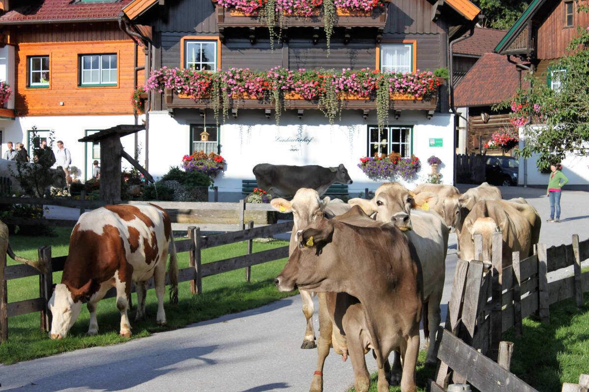 A rural street with cows and a wooden building with flower boxes.