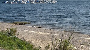 Un lac où des voiliers sont amarrés le long de la rive.
