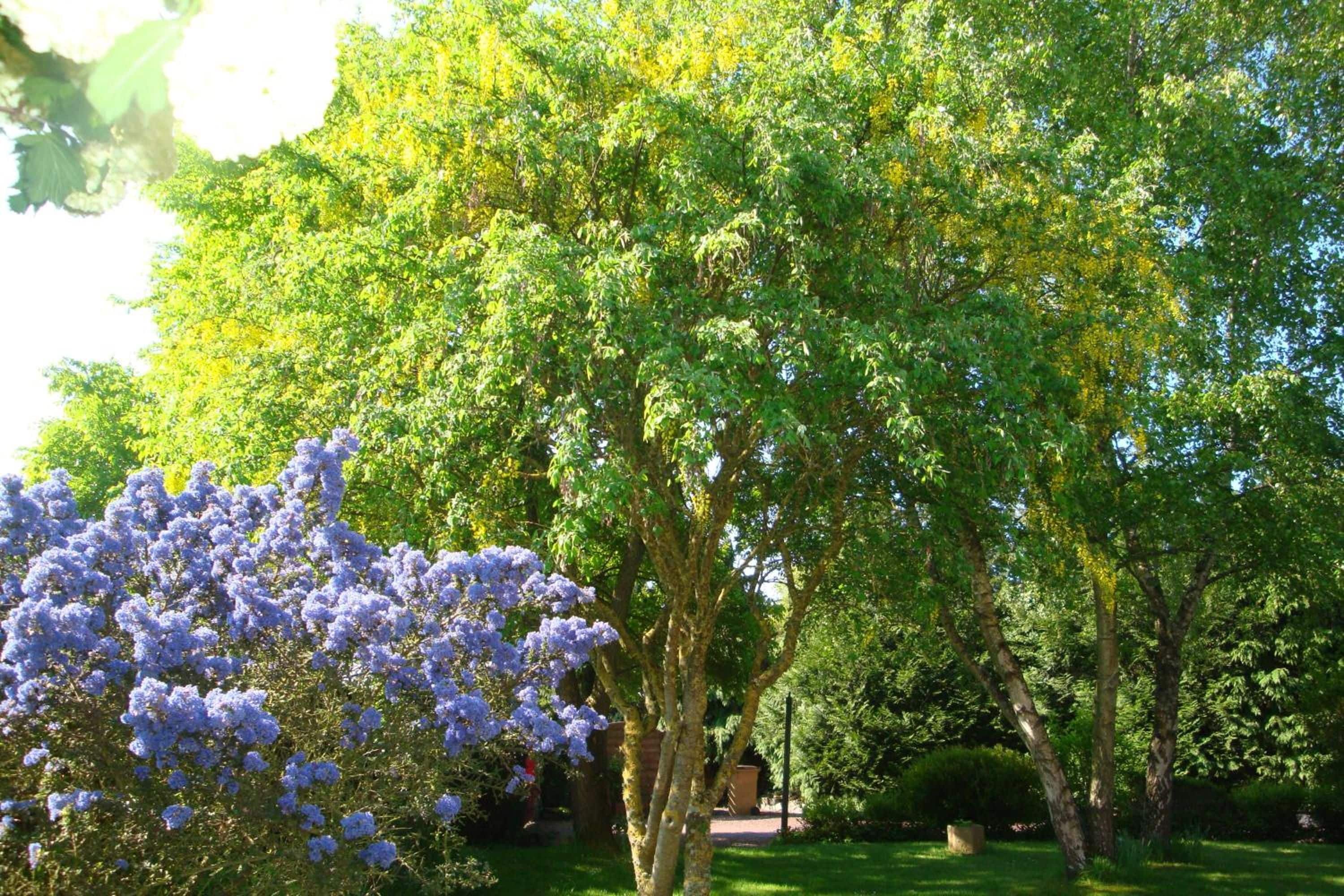 Um jardim com árvores e um arbusto florido.