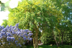 Ein Garten mit Bäumen und einem blühenden Strauch.