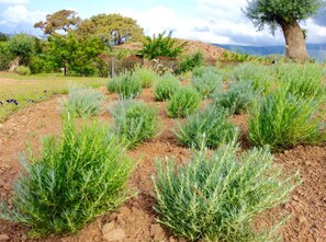 Áreas de la propiedad