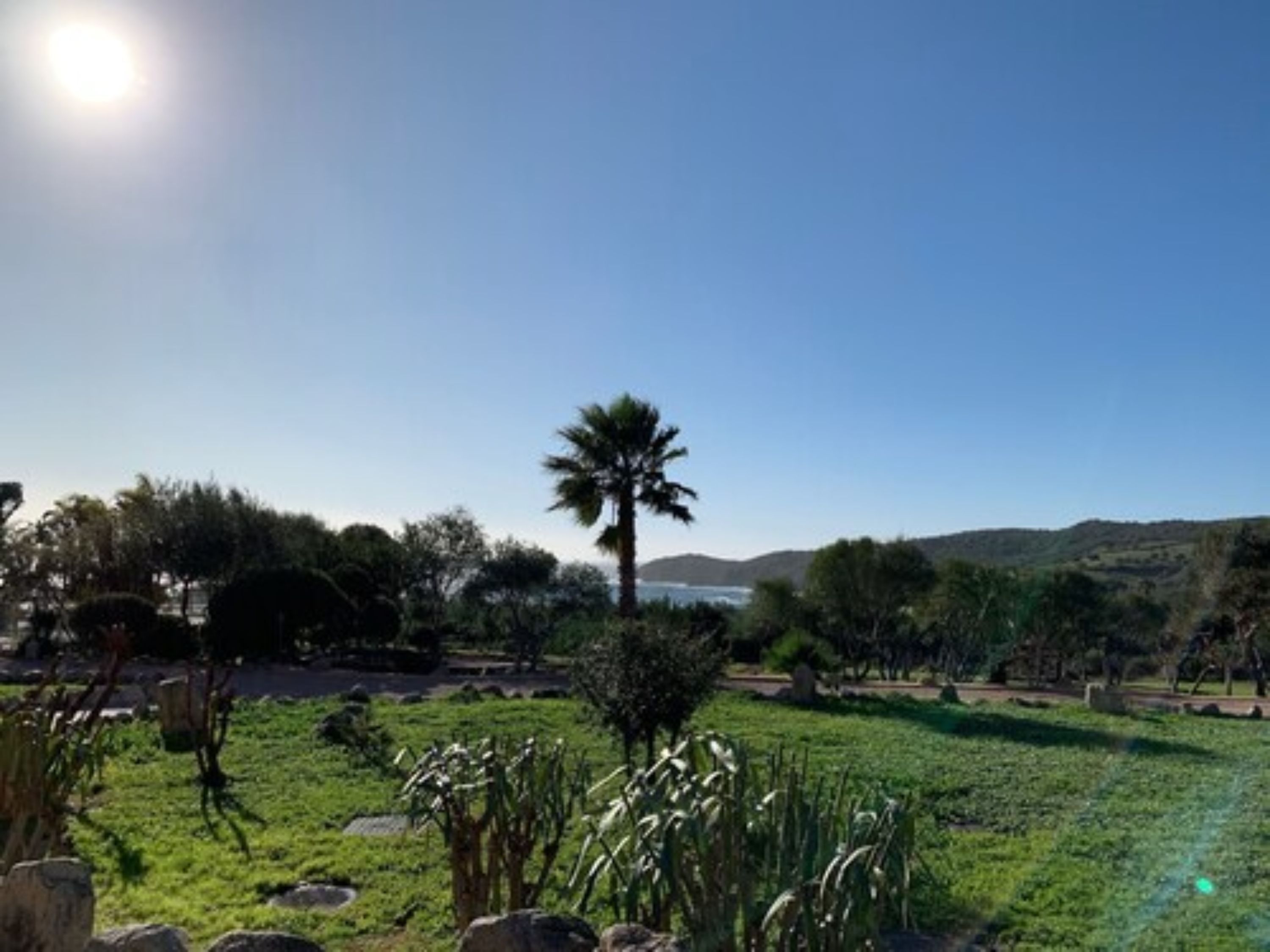 A sunny landscape with a clear sky, a palm tree, and a body of water in the distance.