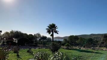 A sunny landscape with a clear sky, a palm tree, and a body of water in the distance.