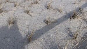 A sandy beach with sparse vegetation and a wooden post in the distance. - BEST BAYFRONT VALUE IN CHADWICK BEACH NEWLY RENOVATED SLEEPS 7 RATED 10/10 (Lavallette)