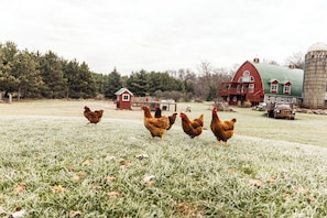 Property grounds - Dells Barn on Lake Mason - Highland Cows, Game Room & Firepit - Sleeps 16 (Briggsville)