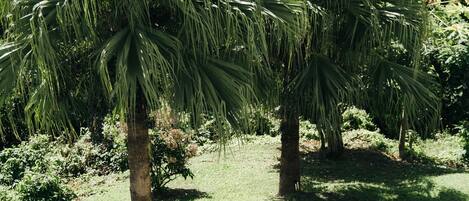 Un exuberante jardín con palmeras y vista al océano.