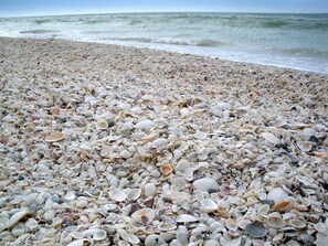 A beach with a variety of seashells scattered across the pebbly shore.