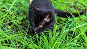 En svart katt som ligger på gräset.