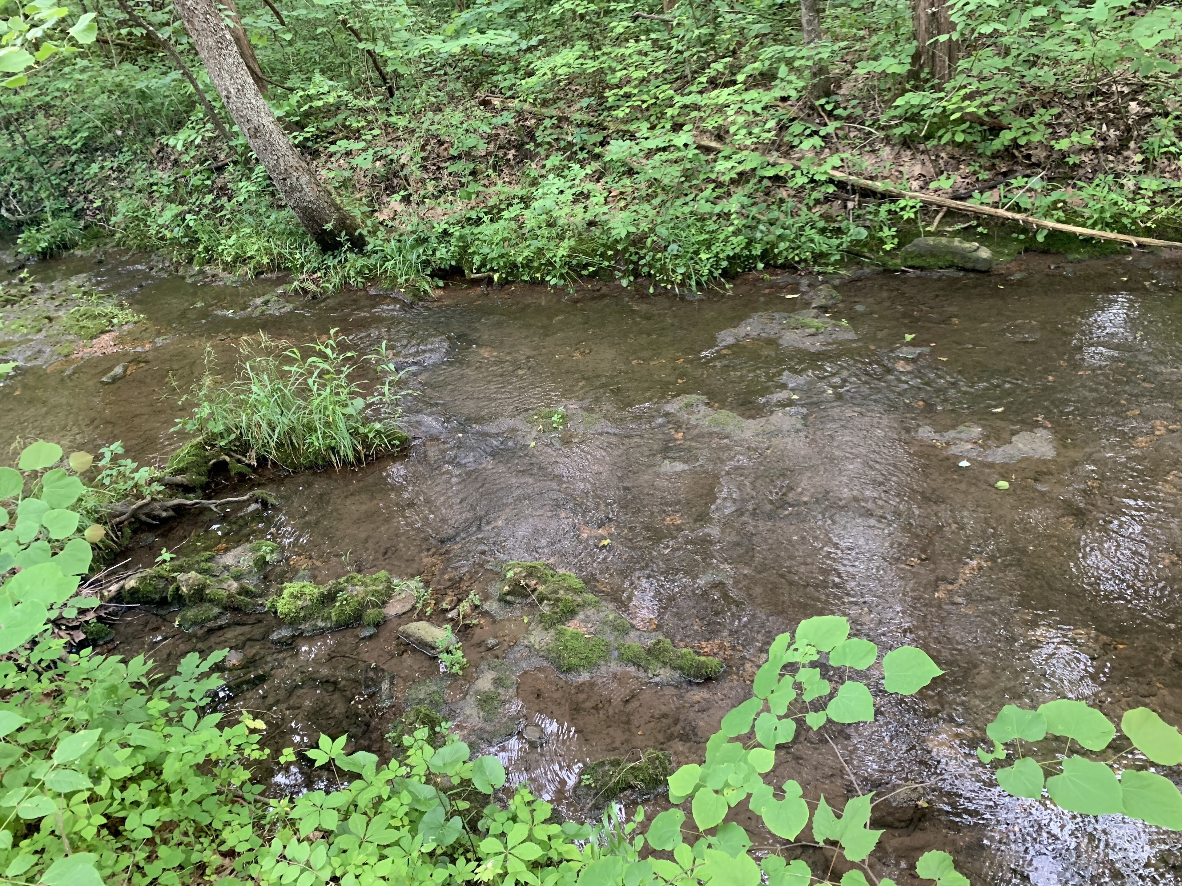 A natural stream surrounded by dense green foliage.