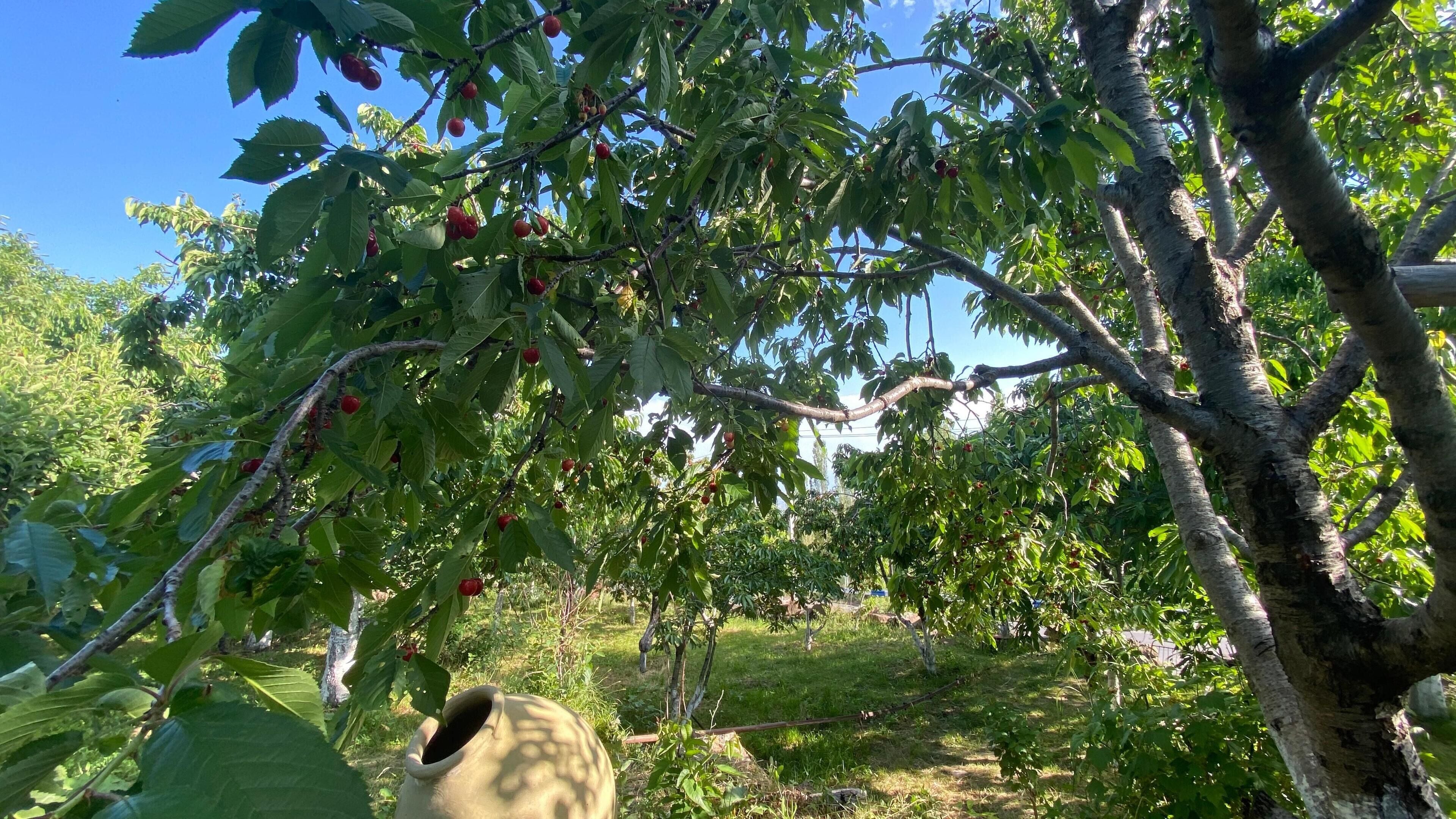 Ein Baum mit roten Früchten und grünen Blättern.