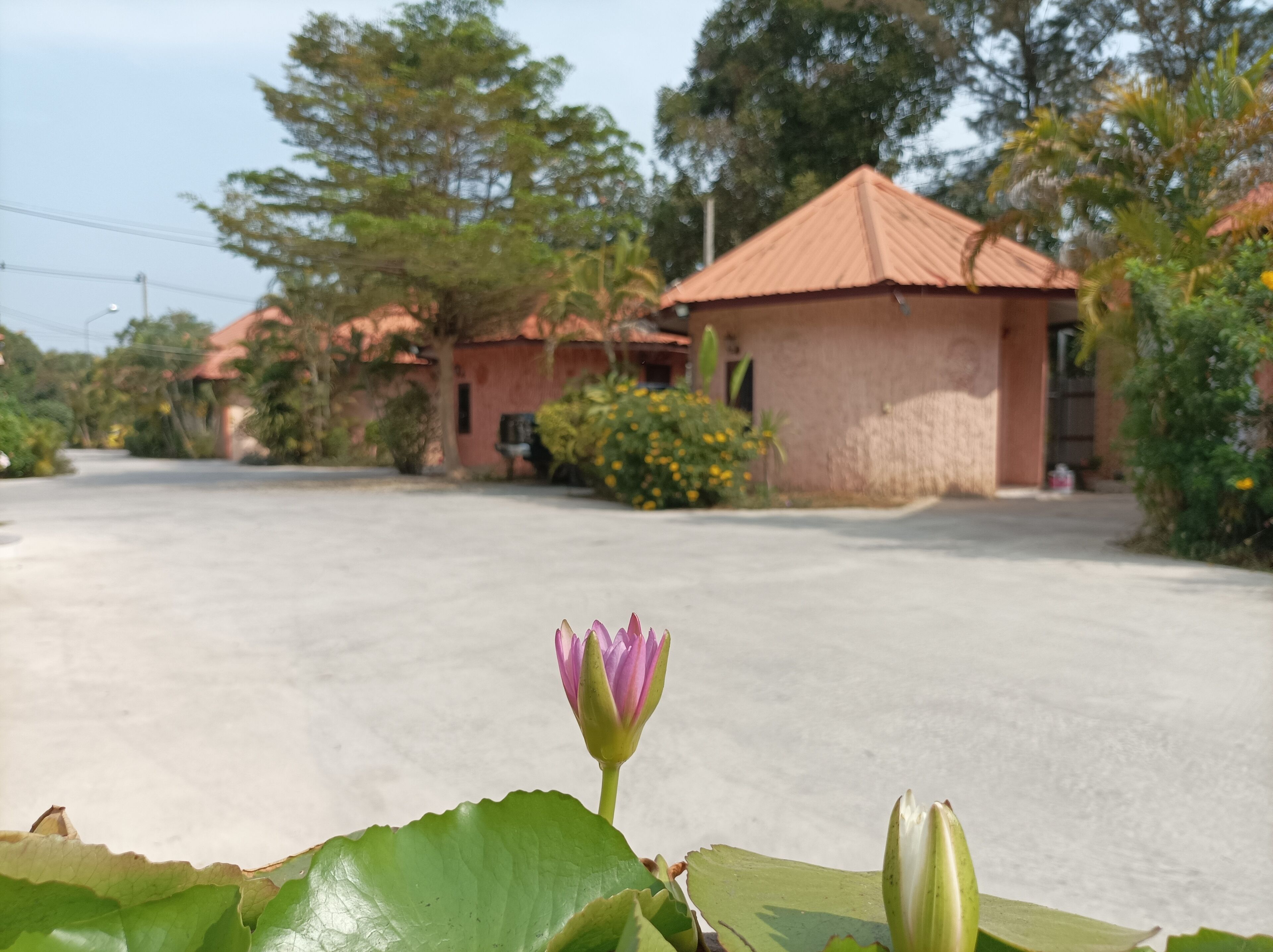 A residential area with houses, a road, and a lotus flower in the foreground.