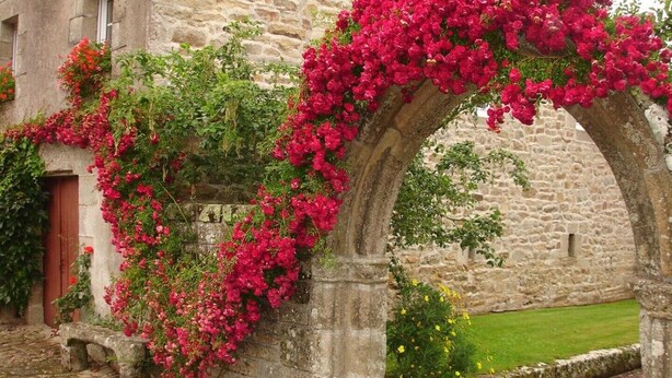 A stone archway with vibrant pink flowers climbing over it, set against a backdrop of a stone building with a grassy lawn.