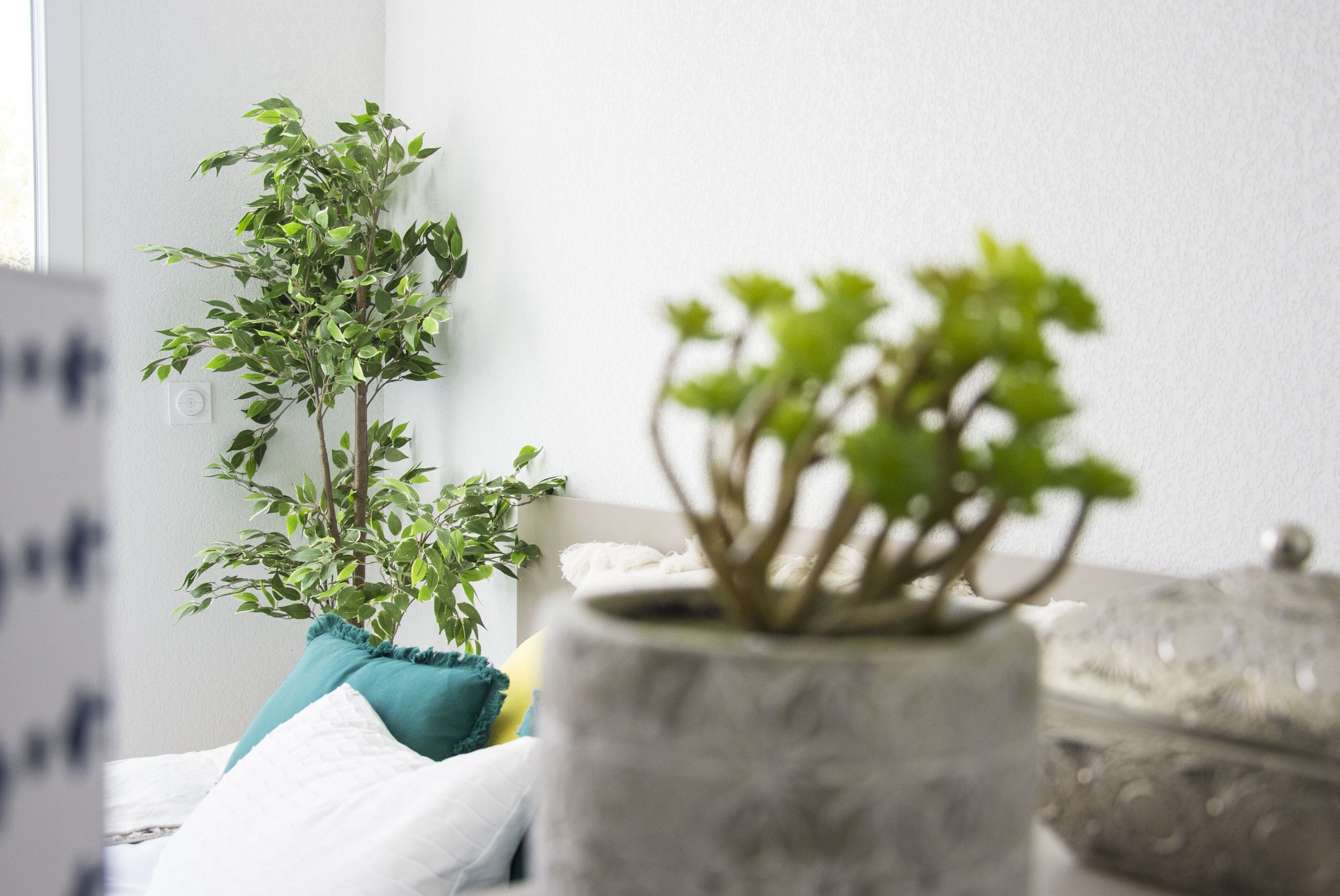 Foto - Sweetly Alexandrin Toulouse