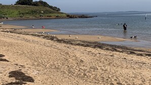 Une plage avec du sable, de l’eau et des oiseaux.