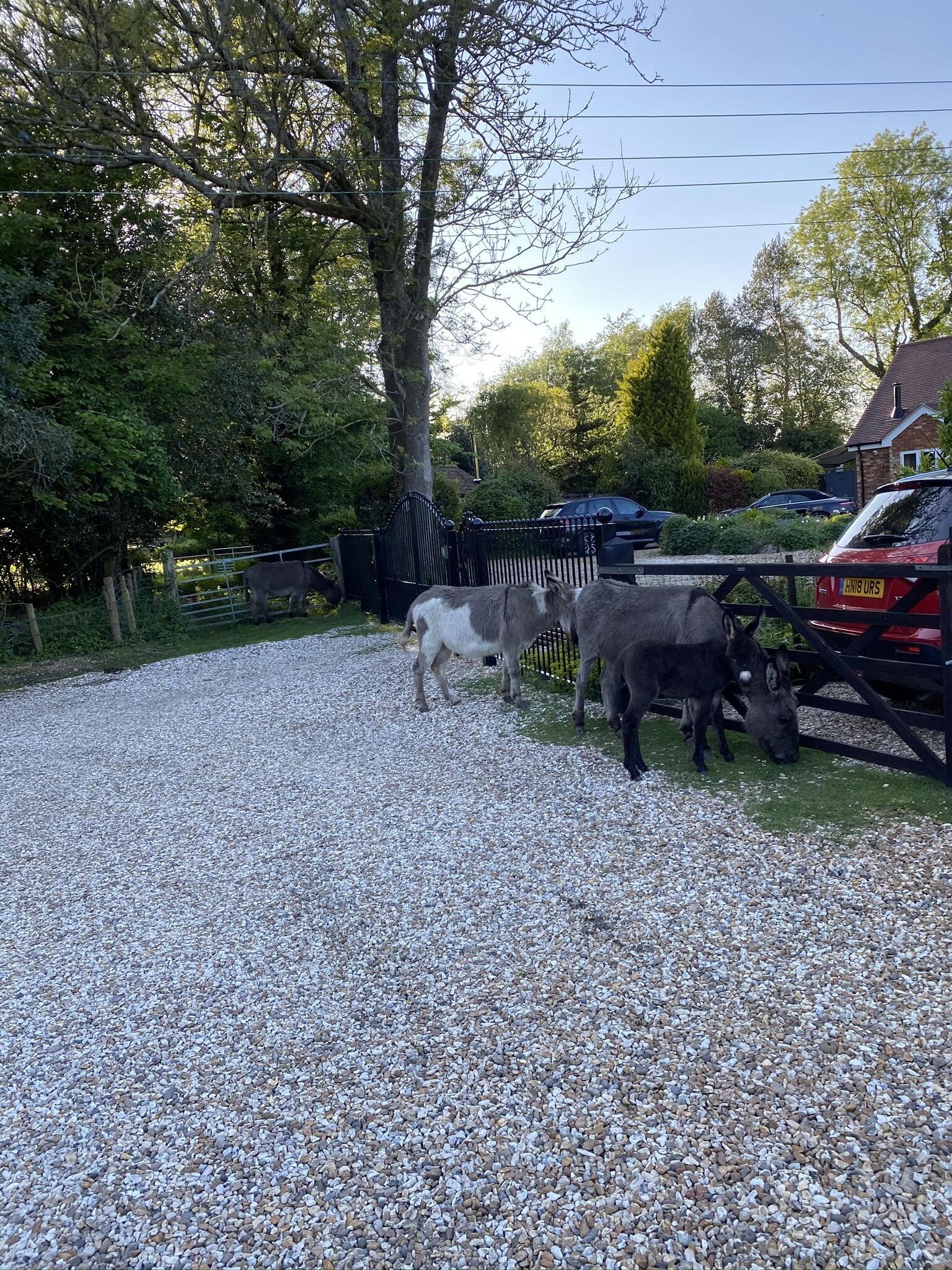 A gravel driveway with a black metal fence and a tree.