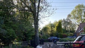 Un camino de grava con una cerca de metal negro y un árbol.