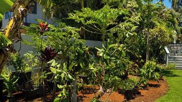 A garden with various plants and a banana tree.