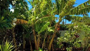 A lush garden with banana trees, various plants, and a well-maintained lawn. - An Affordable Alternative to Expensive Accommodations in Poipu (Koloa)