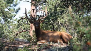 A large elk in a forested area with trees and rocks. - Close to Downtown Estes Park, RMNP, Hot Tub, Activity Shed! Far View Cabin (Estes Park)