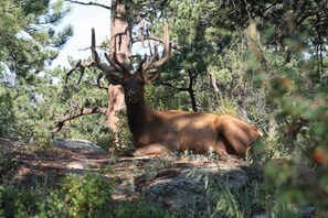 A large elk in a forested area with trees and rocks. - Close to Downtown Estes Park, RMNP, Hot Tub, Activity Shed! Far View Cabin (Estes Park)