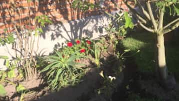 Vườn