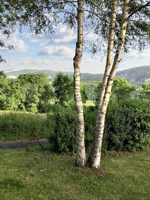 Paesaggio con betulle, un prato erboso e una vista lontana delle colline.