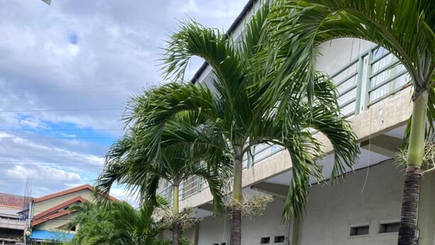 A row of palm trees lining a concrete pathway beside a building with multiple windows and a door. - Wisma Adhyaksa 2 (Makassar)