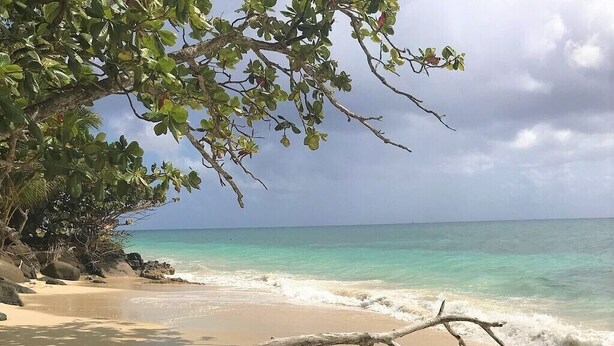 A beach with clear turquoise water, sandy shore, and a fallen tree branch.