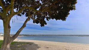 A beach with a large tree in the foreground and a calm sea in the background. - Gorgeous Designer Oasis in Pacific Beach, central AC, wifi, and parking! (San Diego)