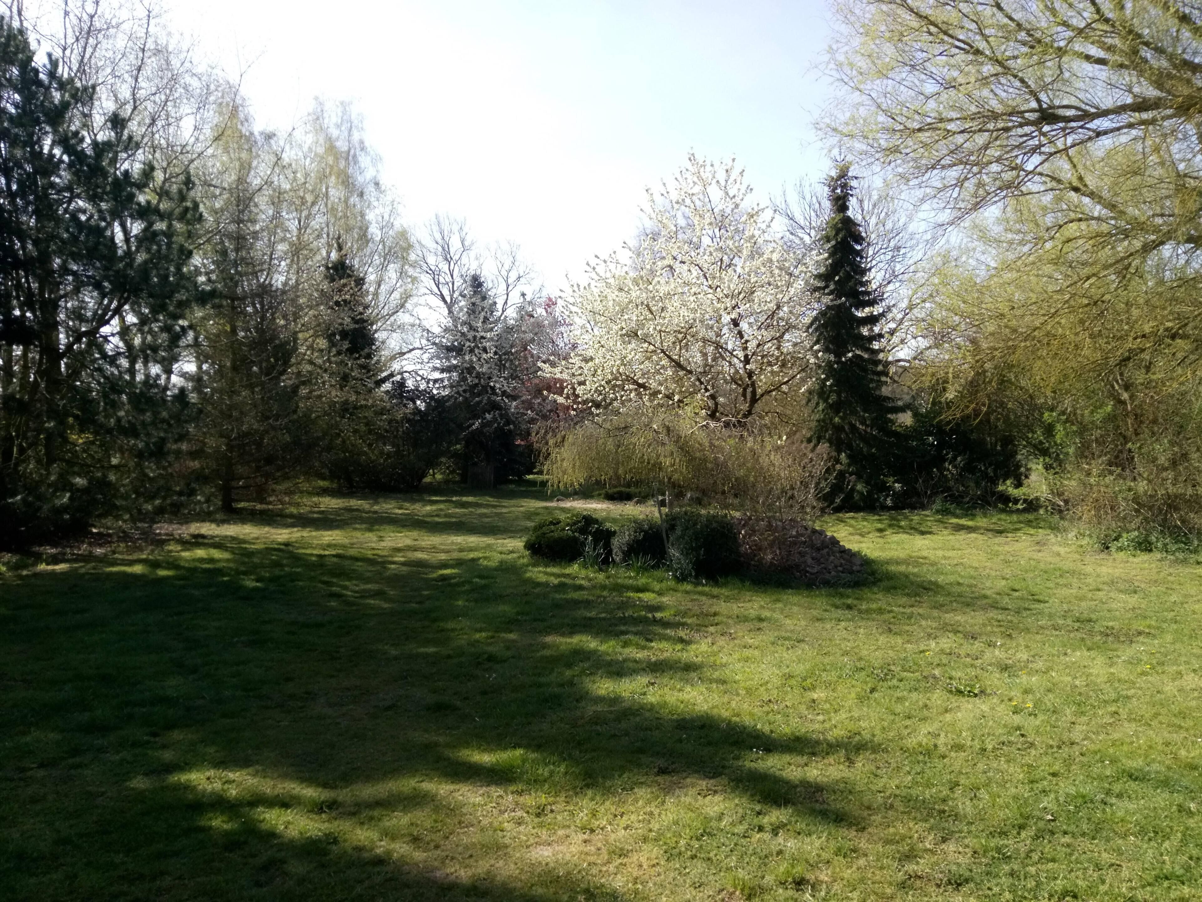 Eine grüne Außenanlage mit Bäumen und Sträuchern.