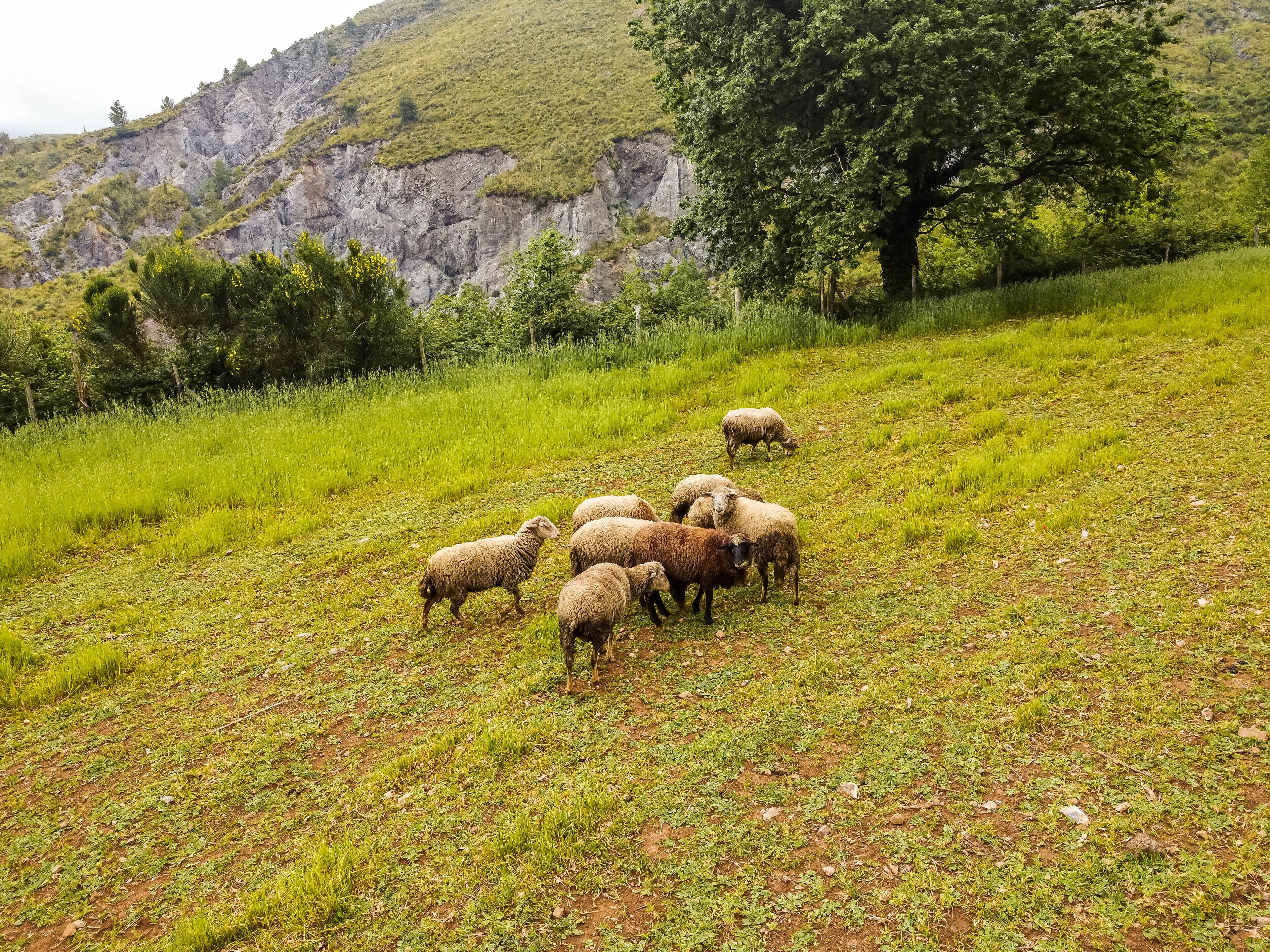 Caminatas