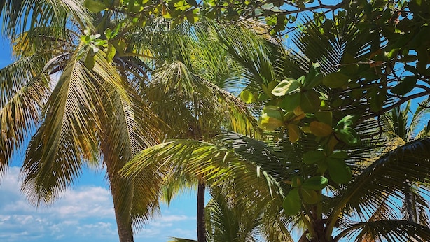 A beach with palm trees, clear blue water, and people sunbathing. - Auberge K-Wan Hostel (Deshaies)