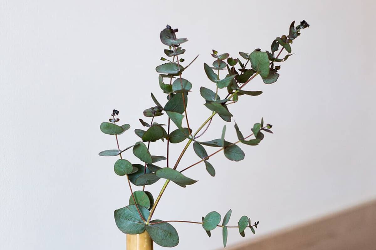 Un vase jaune avec une plante, posé sur une surface en bois.