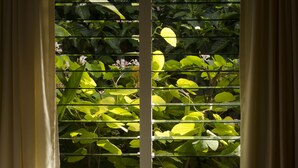 A window with horizontal blinds, through which various green plants and some flowers are visible.