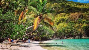 Une plage à l’eau turquoise et limpide, bordée de palmiers, avec des collines en arrière-plan.