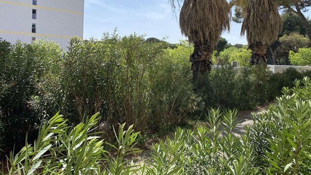 Ein Gebäude mit mehreren Fenstern und einem Weg, der zu einer Palme führt.