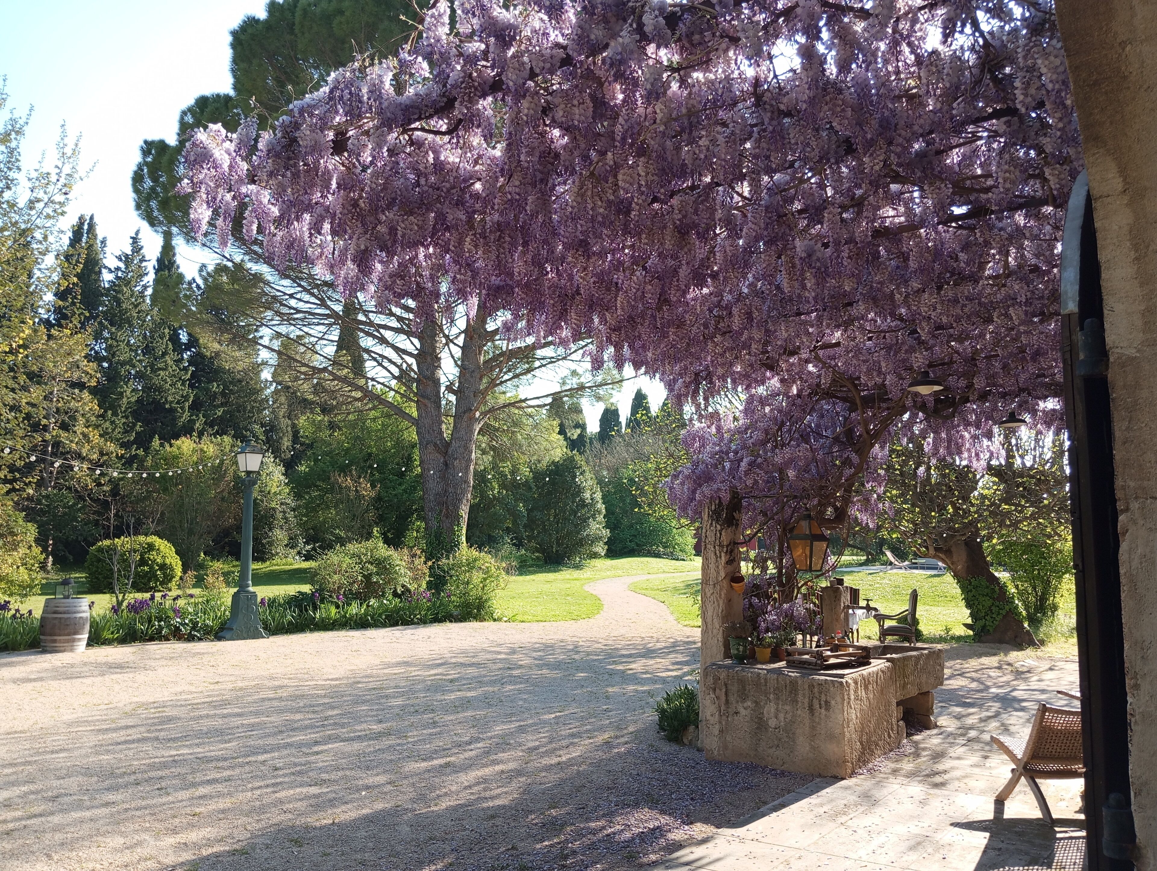 Un jardín con un sendero de grava, un banco y un árbol con flores moradas.